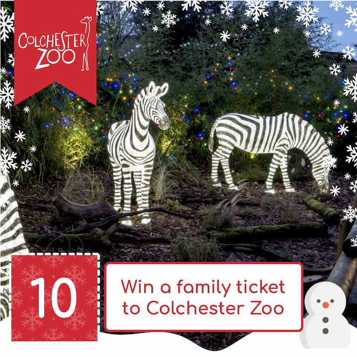 Advent Day 10 Colchester Zoo The Tourist Trail