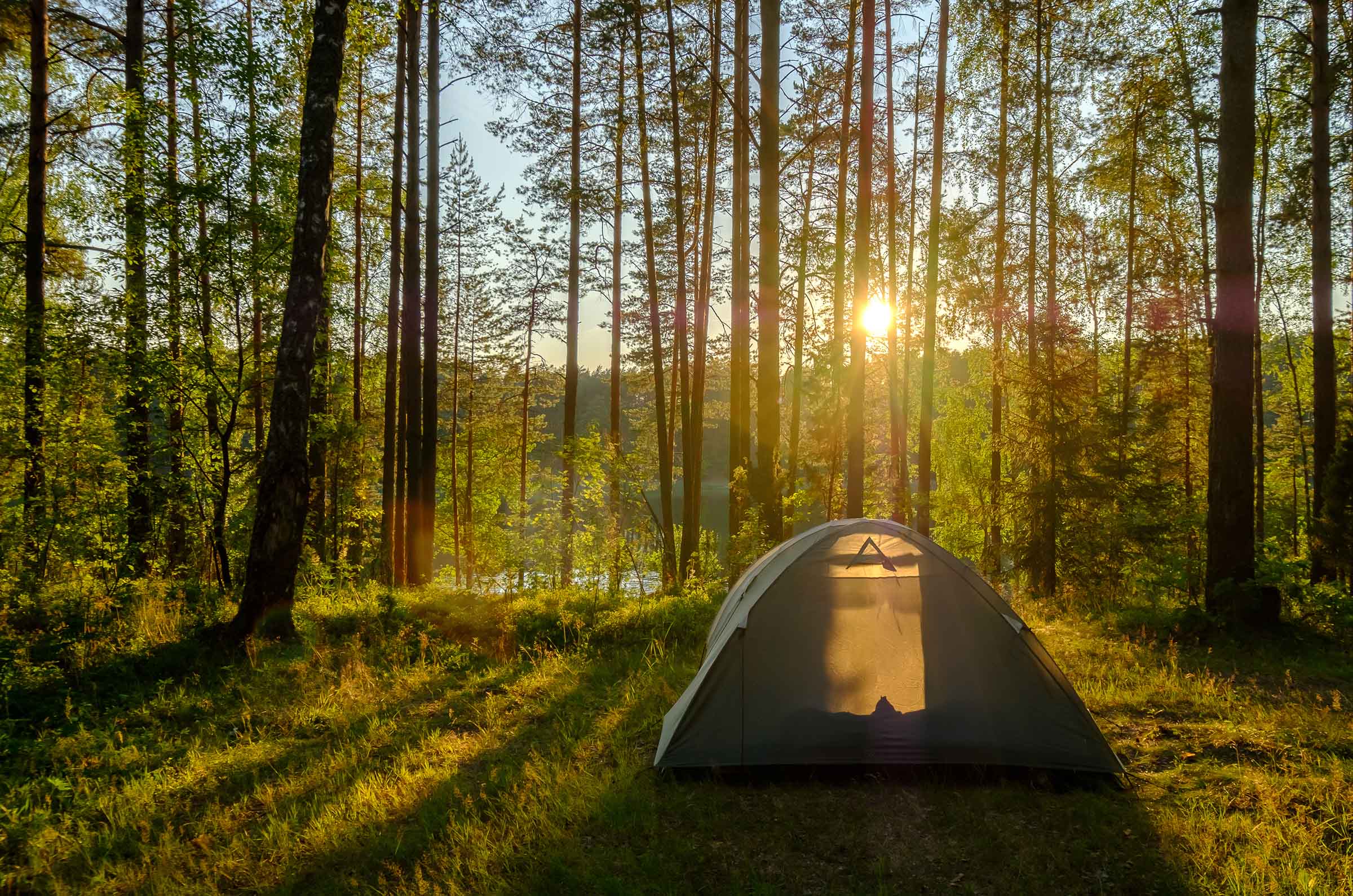 Camping In The New Forest The Tourist Trail